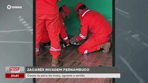 Casos de jacarés aumentam em várias regiões de Pernambuco