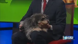 Sweet Roland is looking for another chance to find his fur-ever home