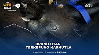 Orang Utan Terkepung Karhutla