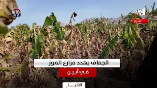 Drought Threatens Banana Farms in Abyan