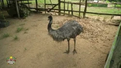 Jethu: "Helpt u de dierentuin...we hebben het heel hard nodig."