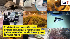 Detenidos por tráfico de drogas con gallos en malas condiciones y una tortuga mora