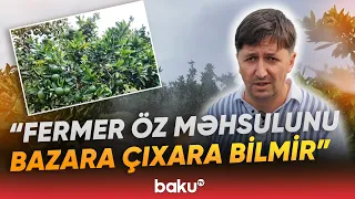 Bağlarda təhlükəli vəziyyət | "Bitkilərdə fəsadlar yaranır" | Fermerlər çıxış yolu axtarırlar