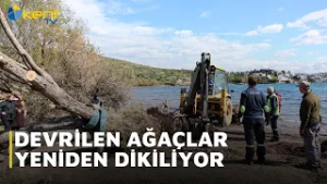 DEVRİLEN AĞAÇLAR YENİDEN DİKİLİYOR