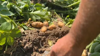 'You Need a Farmer Three Times a Day': Matthews Land and Cattle