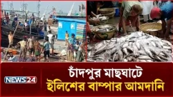 চাঁদপুর মাছঘাটে ইলিশের বাম্পার আমদানি: দাম সহনীয় পর্যায়ে | Hilsa | NEWS24