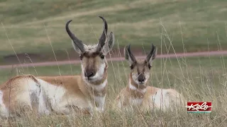 Inaugural 'Prairie Fest': family fun in SD grasslands