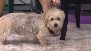 Sweet, special terrier-mix needs a forever home