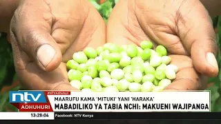 Wakulima wapata ngao thabiti ya kujilinda na makali ya njaa Makueni