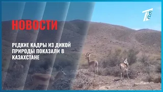 Rare wildlife footage captured in Kazakhstan