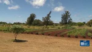 Hawaii representative introduces bill to lift tariffs for farmers