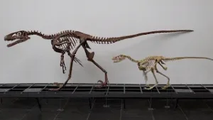 Filmfehler in Jurassic Park: Velociraptor war in Wirklichkeit gar nicht so groß!