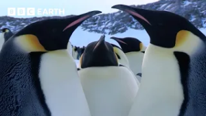 Nature's Greatest Love Stories | BBC Earth