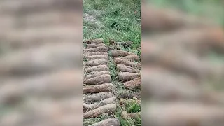 Un detectorist amator a găsit 82 de obuze din Al Doilea Război Mondial pe câmp de lângă Băile Tușnad