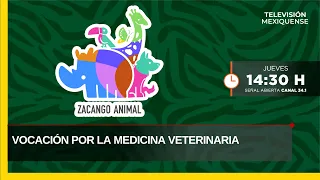 Calling to Veterinary Medicine | Zacango Animal | 08/20/2026