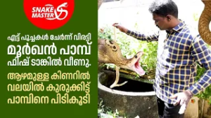 മൂർഖൻ പാമ്പിനെ എട്ട് പൂച്ചകൾ ചേർന്ന് വിരട്ടി | Cobra Rescue | Snakemaster EP 1164