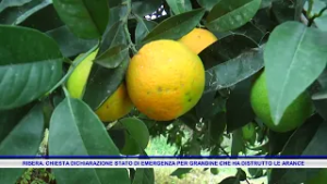RIBERA  CHIESTA DICHIARAZIONE STATO DI EMERGENZA PER GRANDINE CHE HA DISTRUTTO LE ARANCE