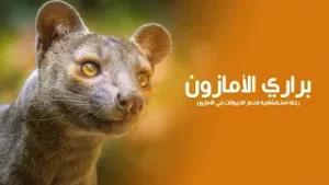 عجائب براري الأمازون رئة الأرض ومملكة الضجيج المرعبة رحلة استكشافية لأخطر الحيوانات في الأمازون