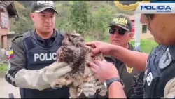 Great horned owl rescue in Loja