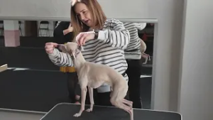 Výcvikové centrum pre psíkov