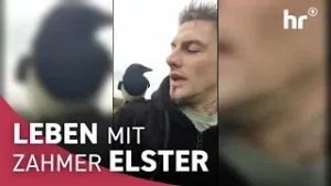 Wie eine kleine Elster das Herz von zwei Menschen eroberte