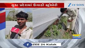 Banaskantha: દાંતામાં સ્ટ્રોબેરીની સફળ ખેતી, જયંતીભાઈ નામના ખેડૂતે સુકા પ્રદેશમાં ઉગાડી સ્ટ્રોબેરી