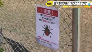 噛まれると全身に痛み…“メス”のセアカゴケグモを金沢で5年ぶり確認 小学生が死骸見つけ保護者から連絡 (2026年2月19日)