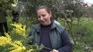 Амимоза иаамҭоуп