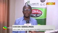 Cocoa Seedlings: CHRYS FIBRE, GKC Structures partner with COCOBOD to promote production-Evening News