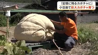 Ahead of the "All-Japan Giant Pumpkin Contest"... A man who moved to Shodoshima is growing a pump...