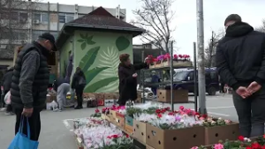 Na pijacu po sadnice – počela sezona sadnje