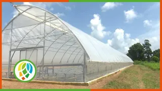 San Juan y Martínez, Cuba's largest tobacco producer, moves forward with the 2026-2027 season