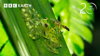 Super Dad Glass Frog Defends His Eggs From Wasps | 20 Years of Planet Earth II | BBC Earth