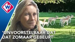 Herten in hertenkamp eten ongekookte rijst en overlijden