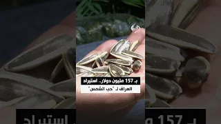 بـ 157 مليون دولار.. استيراد العراق لـ "حب الشمس"