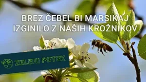 Zeleni petek | Brez čebel bi marsikaj izginilo z naših krožnikov