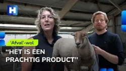 Tens of thousands of kilos of wool to the landfill: can we save this sheep's wool?
