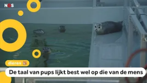 Zeehonden lijken meer op mensen dan gedacht: 'Hebben zelfs accenten'