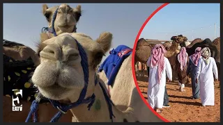 YOU WON'T BELIEVE IT: CAMEL BEAUTY PAGEANT IN SAUDI ARABIA | CAMELS GIVEN COSMETIC ENHANCEMENTS T...