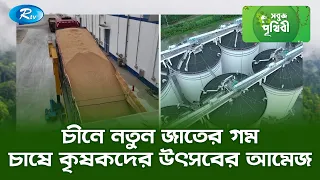 চীনে নতুন জাতের গম চাষে কৃষকদের উৎসবের আমেজ | Sobuj Prithibe | Rtv