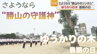 Goodbye to Katsuyama Junior High's Symbol: The Eucalyptus Tree