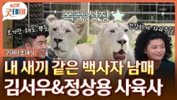 루카&루나 백사자 남매를 보는 눈에서 꿀이 뚝뚝🍯 대구 네이처파크 김서우&정상용 사육사