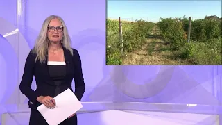 30.07.2026 VIJESTI OSJEČKE TELEVIZIJE
