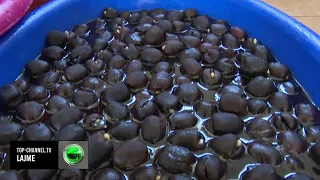 Top Channel/ Thesari i ëmbël i Përmetit, Slow Food vlerëson artizanët e glikos, projekti…