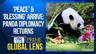 China-USA Panda Diplomacy: ‘Peace’ & ‘Double Blessing’ Arrive in the USA | Global Lens