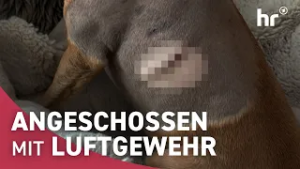 Nachbarschaftsstreit eskaliert!