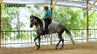 Paso Fino: The Secret to Champion Genetics - TvAgro by Juan Gonzalo Angel