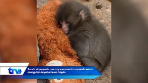 Punch, el pequeño mono que encuentra consuelo en un orangután de peluche en Japón