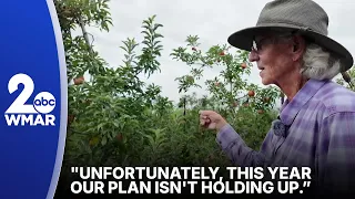 Apple picking 'spotty' after late-spring freeze