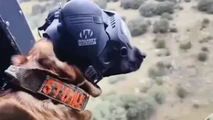 Así trabaja la unidad canina del Ejército